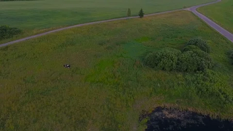 Cow grazes at sunset in the summer field. Shooting drone Stock Footage 96993003