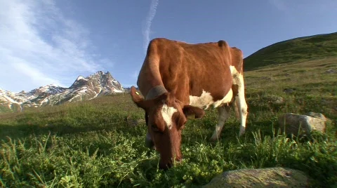 Cow Grazing 2 스톡 동영상 514969