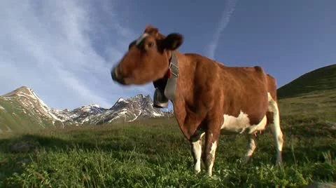 Cow Grazing 3 Stock Footage 10607334