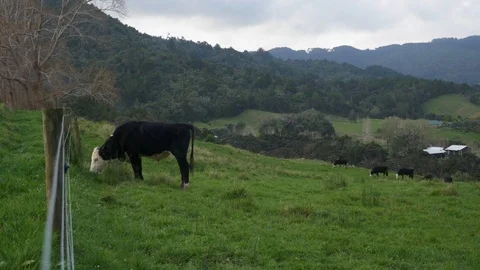 Cow Grazing #3 Stock Footage 111429405