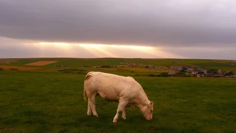 Cow grazing with beautiful sunlight effect in the background Stock Footage 97540470