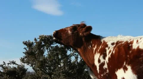 Cow grazing on a bush (two) Stock Footage 10902935