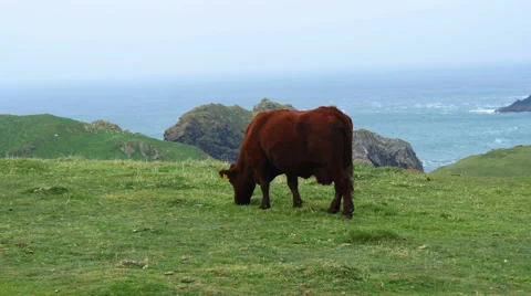 Cow grazing on cliff top, Cornwall, UK Stock Footage 56135919