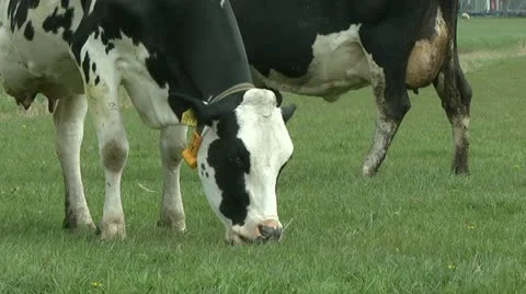 Cow grazing close-up Stock Footage 10894664