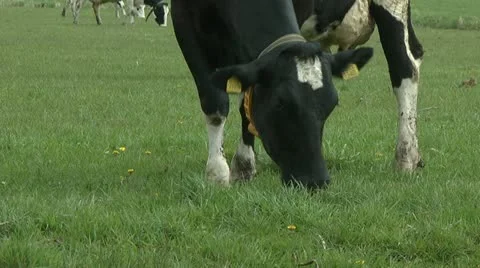 Cow grazing close-up Stock Footage 10894666