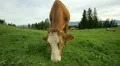 cow grazing close up HD Footage