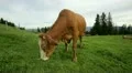 cow grazing close up HD Footage