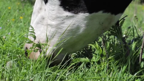 Cow grazing close up Stock Footage 91745111