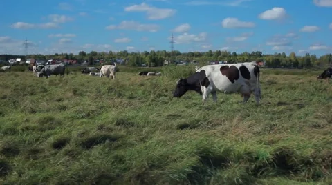 Cow grazing in the countryside Stock Footage