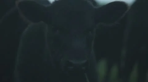 Cow grazing cu Stock Footage 18778042