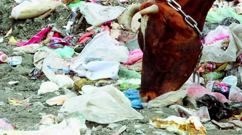 Cow grazing on dump Stock Footage 50637799