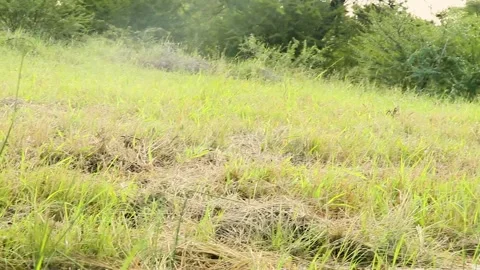 COW GRAZING EATING 動画素材 194136703
