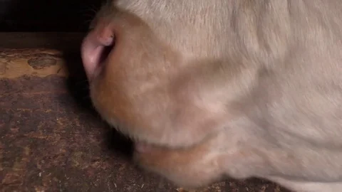 Cow grazing on a farm Stock Footage 77461201