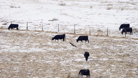 Cow grazing in a field as a bald eagle flies by and lands on a fence Stock Footage 329794389