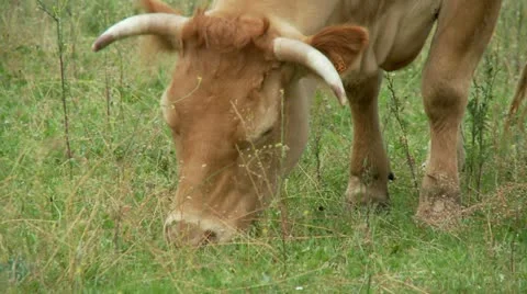 Cow grazing in field Stock Footage 10864091