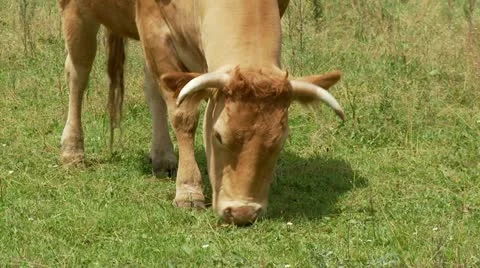 Cow grazing in field Stock Footage 10864108