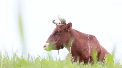 Cow grazing in field Stock Footage 22792970