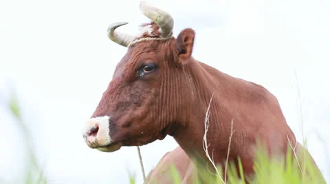 Cow grazing in field 스톡 동영상 22793264