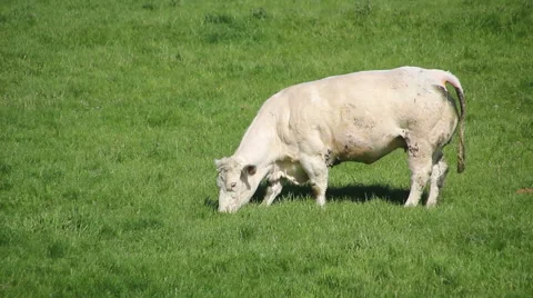 Cow grazing in a field Stock Footage 50077946