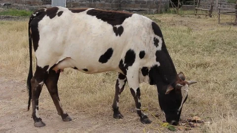 Cow grazing in the field Stock Footage 90915317