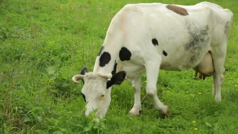 Cow grazing on field Stock Footage 95945552