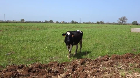 Cow grazing in the field. Stock Footage 106995205
