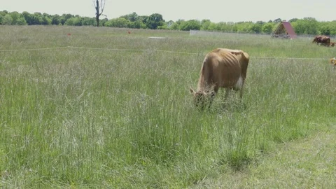 Cow grazing in field Stock Footage 197841956