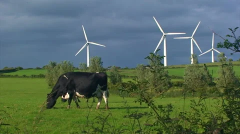 Cow grazing on field in front of wind turbines Video stock 39987431