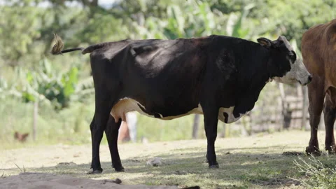Cow Grazing in Field with Tail in Motion Stock Footage 302897245