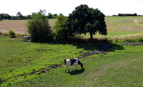 Cow grazing in the fields Stock Photos