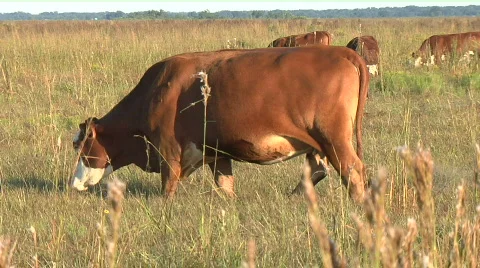 Cow grazing Stock Footage 477564