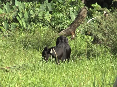 Cow Grazing Video stock 2308243