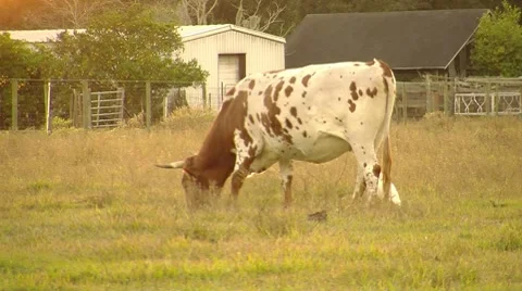 Cow Grazing Stock Footage 8534912