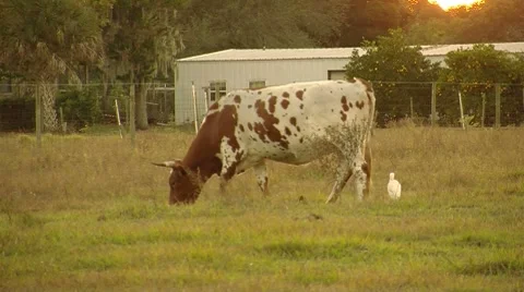Cow Grazing Video stock 8535070