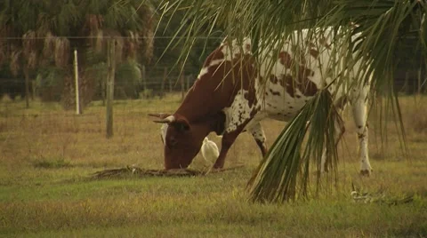 Cow Grazing Stock Footage 8535129