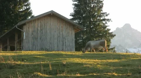 Cow grazing Stock Footage 8956239