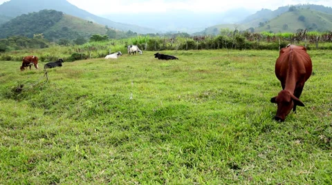 Cow grazing Stock Footage 34011976