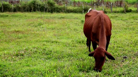 Cow grazing Stock Footage 34012123
