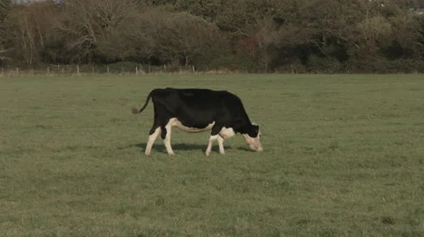 Cow Grazing Video stock 44290355