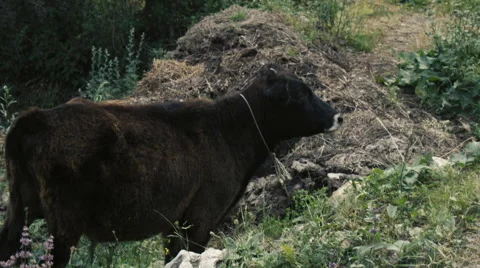 The cow grazing. Stock Footage 52769541