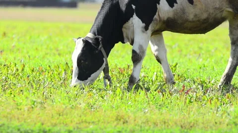 Cow grazing Stock Footage 54047654