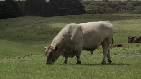 Cow grazing Stock Footage 56879707
