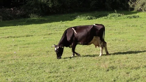 Cow grazing Stock Footage 79840917