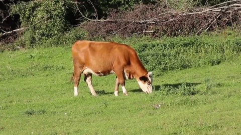 Cow grazing Stock Footage 79840919