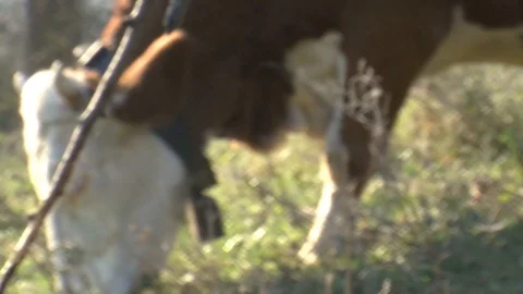 Cow on the grazing 動画素材 85484393