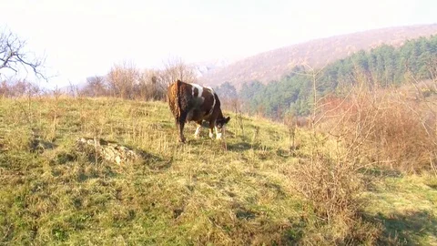 Cow on the grazing 動画素材 85484976
