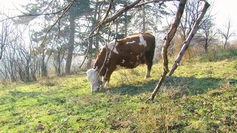 Cow on the grazing Stock Footage 85485407