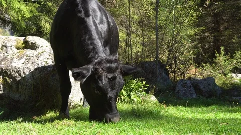 Cow grazing Video stock 95939820