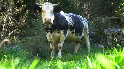 Cow grazing Stock Footage 95941166