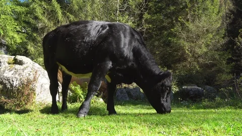 Cow grazing Video stock 95941197